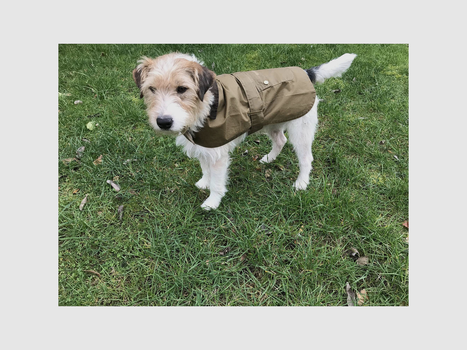 Barbour Lightweight Wax Dog Coat Olive XL