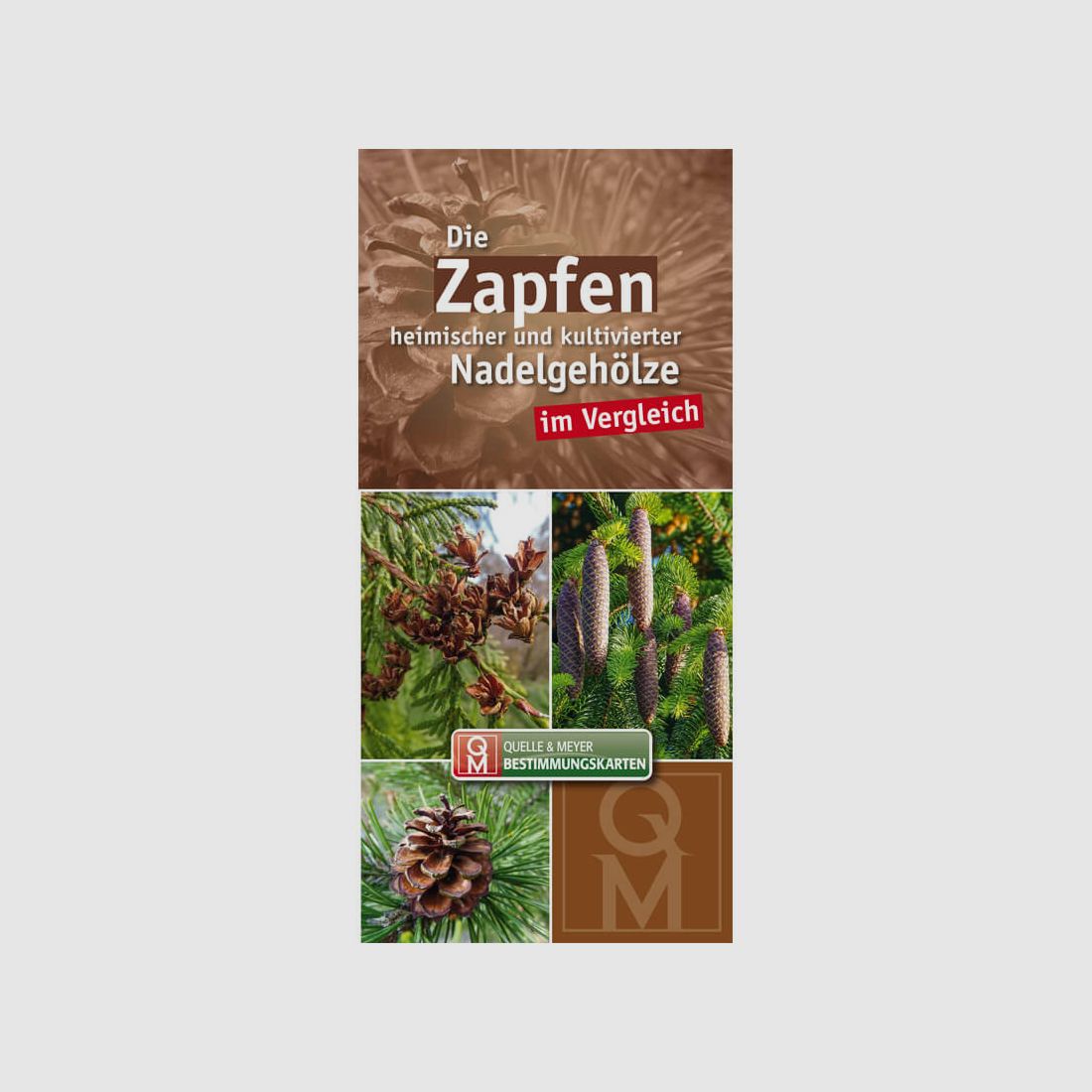 Bestimmungskarte "Die Zapfen heimischer und kultivierter Nadelgehölze im Vergleich"