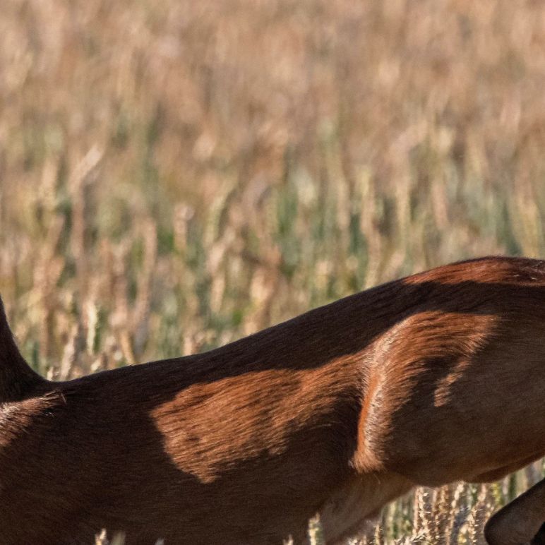 Die beste Ausrüstung für die Bockjagd