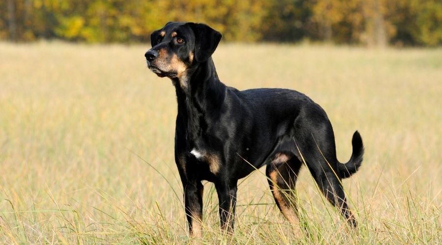 Profil rasy: Węgierski Bracke