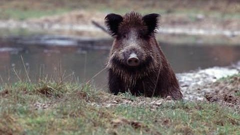 Wildschweine beim Maishäckseln Polowanie, Sauen im Mais