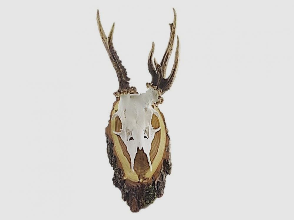 Trophy mount including antler plaques, image 1 of 2