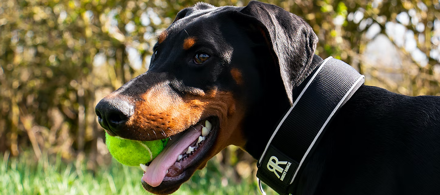 Doberman - najważniejsze informacje o rasie psów