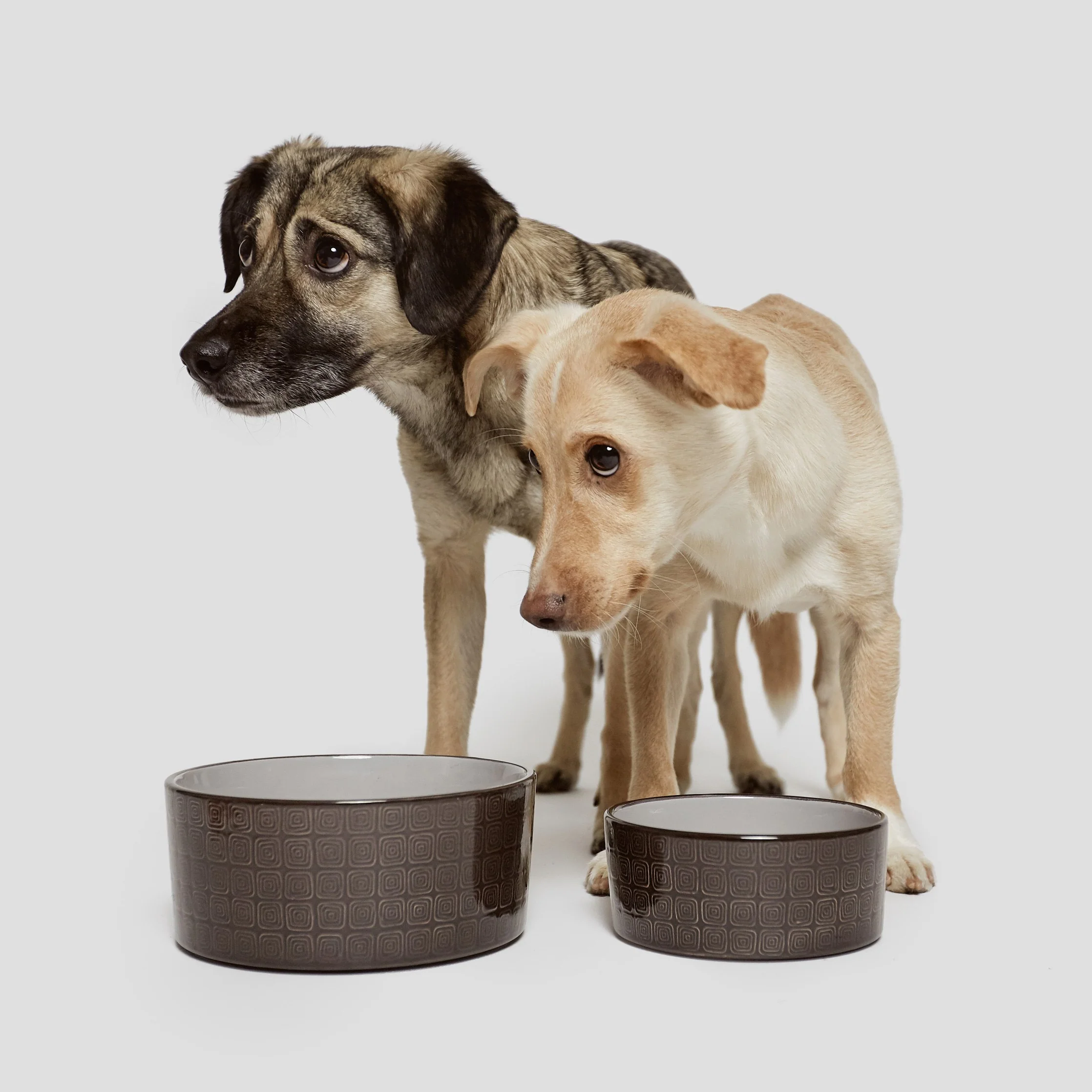 Ciotola per cani Ferran Mocca