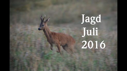 Jagd Juli 2016