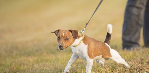 Leinenpflicht für Hunde während der Brut- und Setzzeit: Was du wissen musst