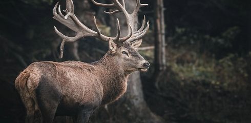 Die Lockjagd auf den Rothirsch