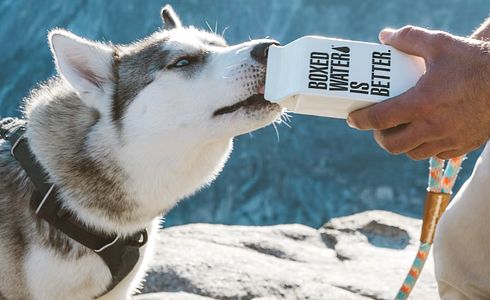 Wieviel muss ein Hund trinken?