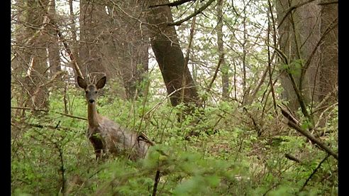 Bockjagd - Der erste Mai 2017