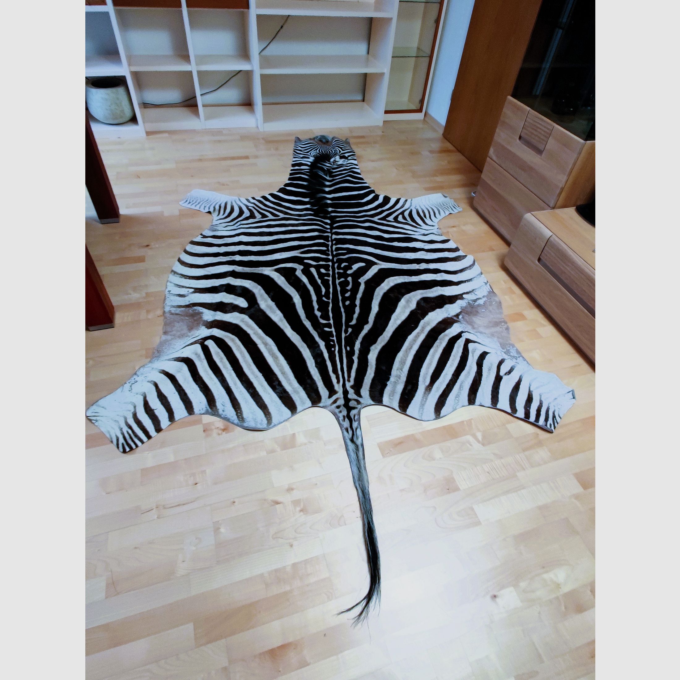 Echtes XXL Zebrafell aus Südafrika 325 cm UVP1999€