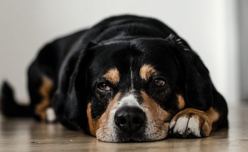 Kastration bei Hunden
