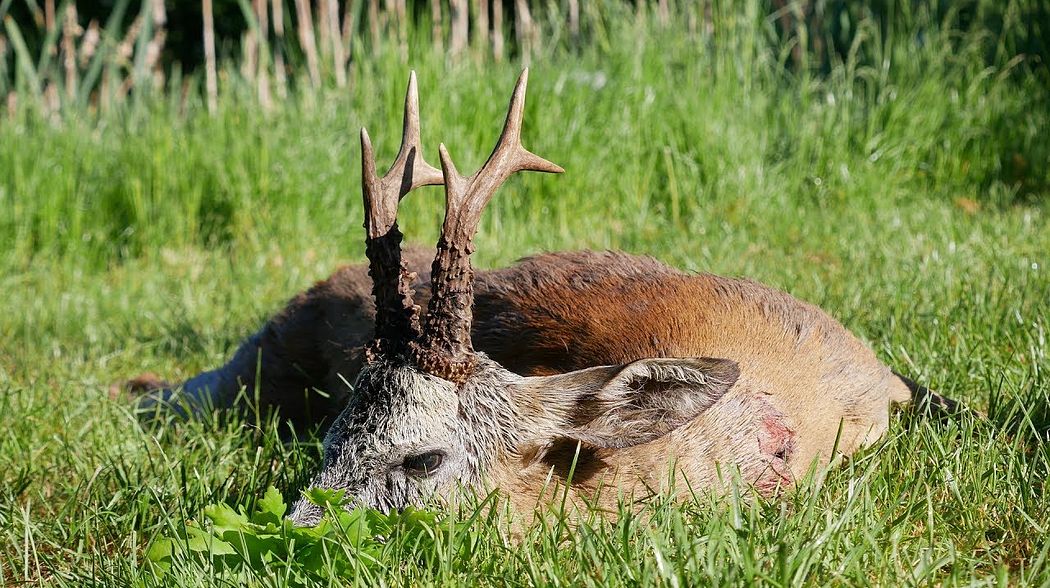 Viele starke Böcke zum Aufgang der Bockjagd - spannende Jagdszenen - Verlosung des Gewinnspiels