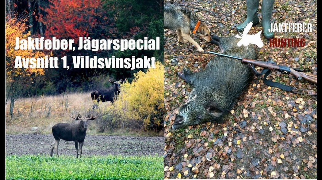 JAKTFEBER, Jägarspecial (Avsnitt 1) Vildsvinsjakt.