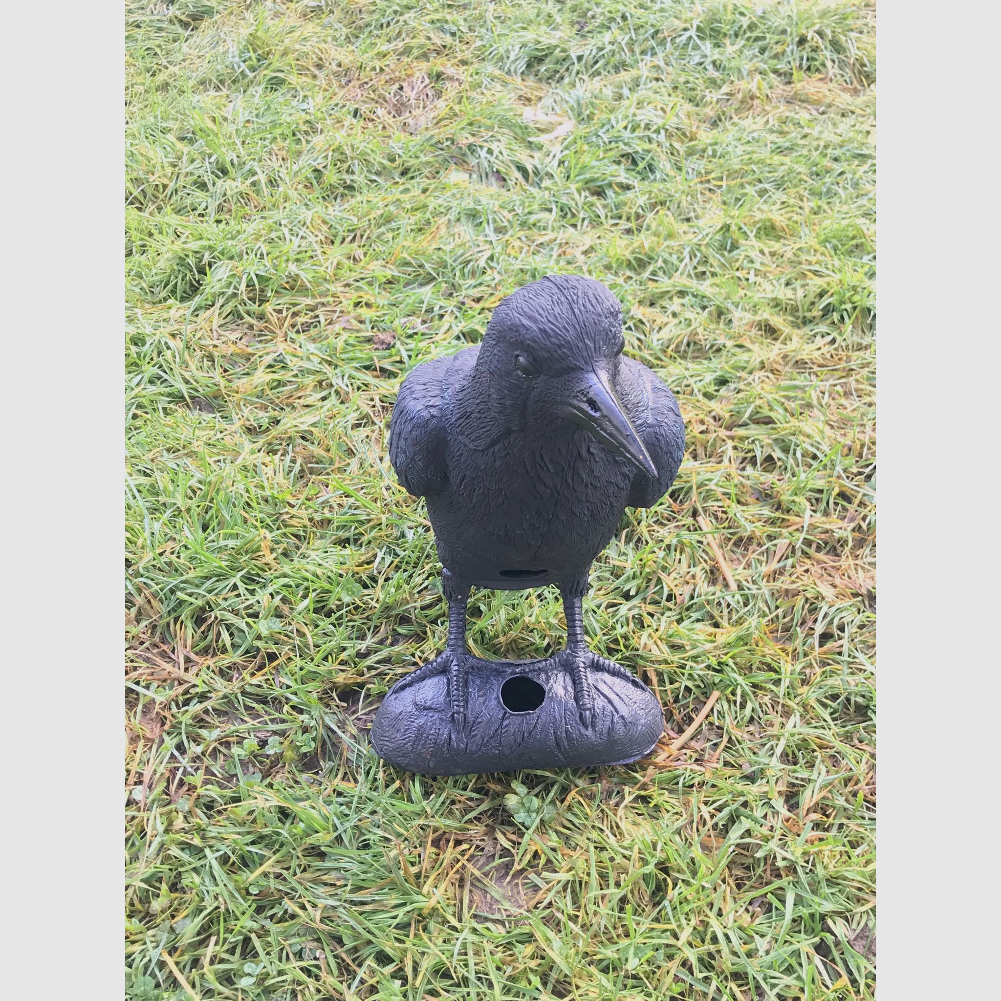 Corbeau