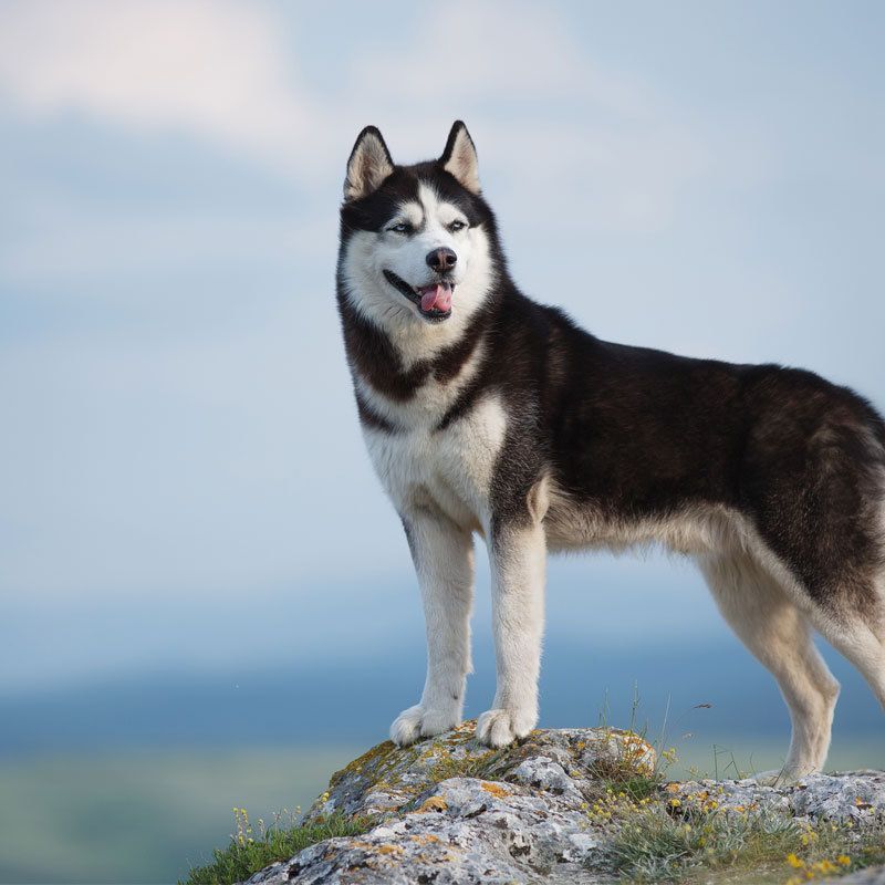 Rasseprofil: Siberian Husky