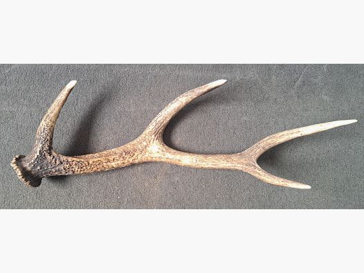 Sikawild antler drop pole antler pole