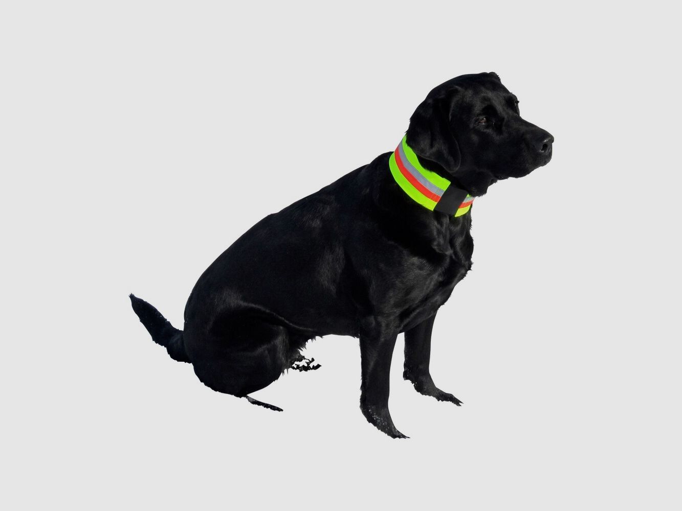 Heim Collar de señalización para perros (42 cm), imagen 3 de 3