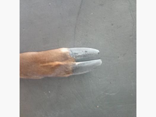 ROTWILDSCHALEN Season 2025/2026