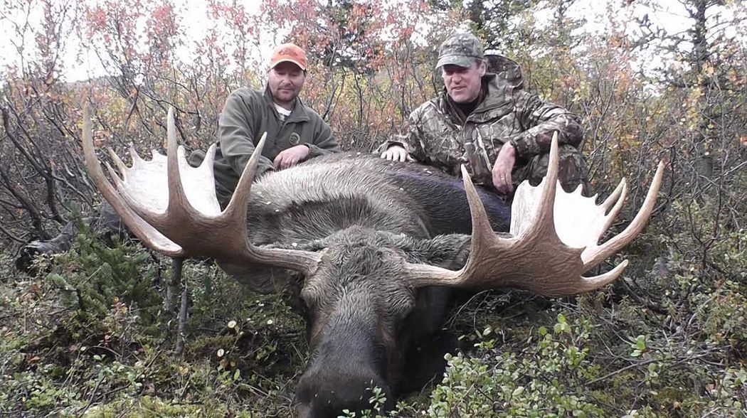 Dall sheep and moose hunting in Alaska. Big ram big bull moose hunters dream