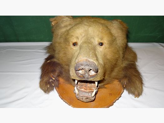 Cabeza de oso, trofeo, preparación como herencia, años 80, decoración