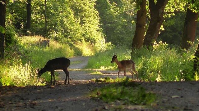 Wild und Jagd im Mai 2018 Teil 2