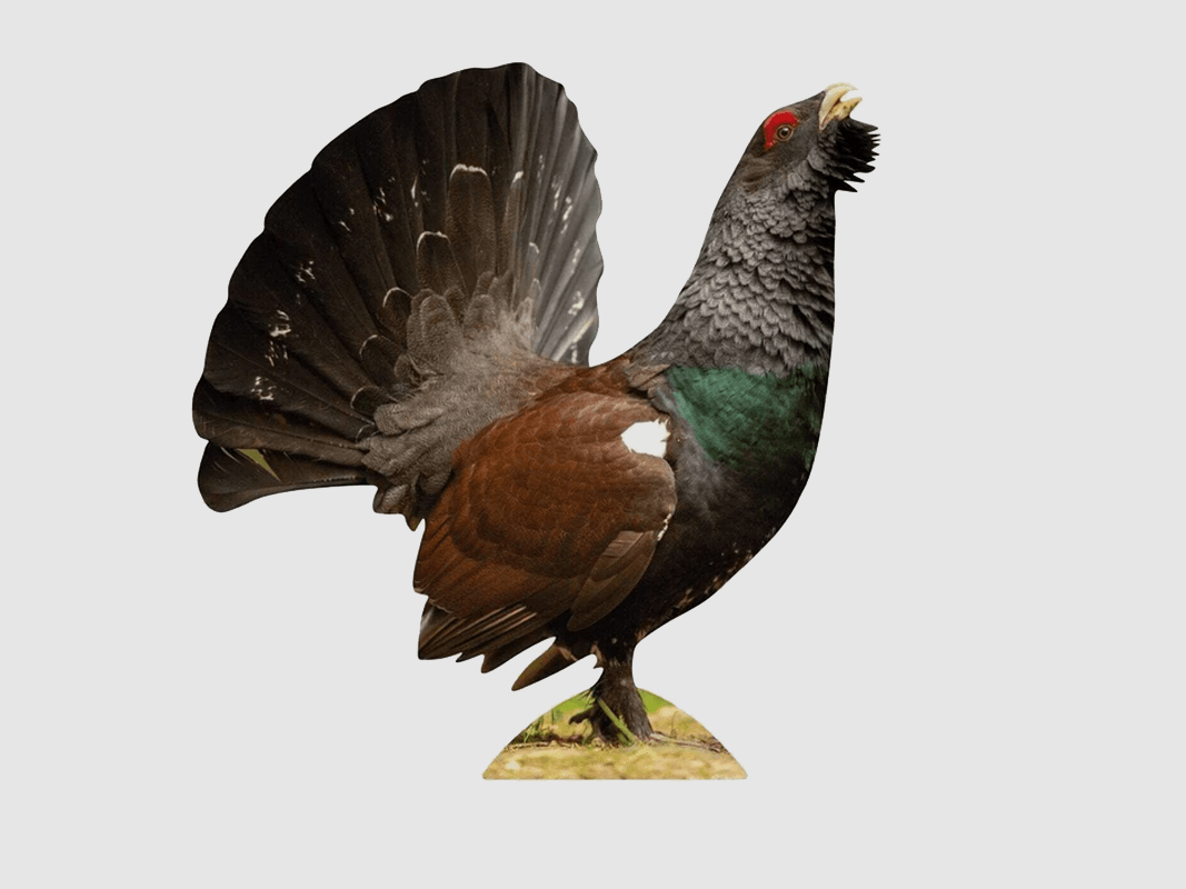 Tieraufsteller Auerhahn