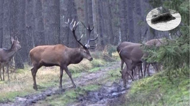 Hunting red deers - amazing meeting in the morning