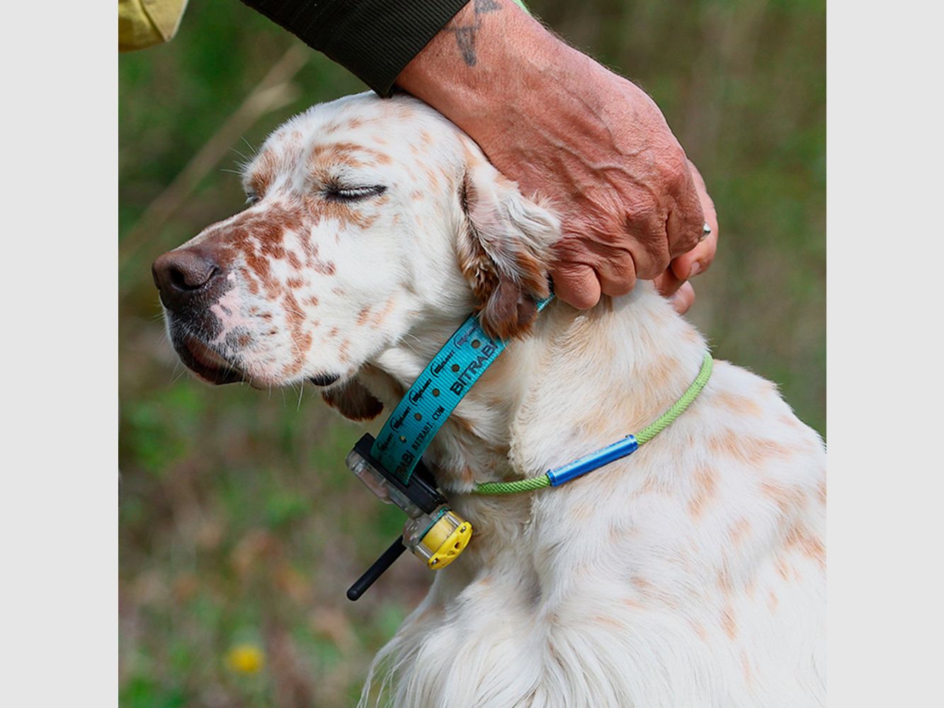 GPS-Halsband für Jagdhunde MITO 5100 BITRABI Beeper, Bild 5 von 5