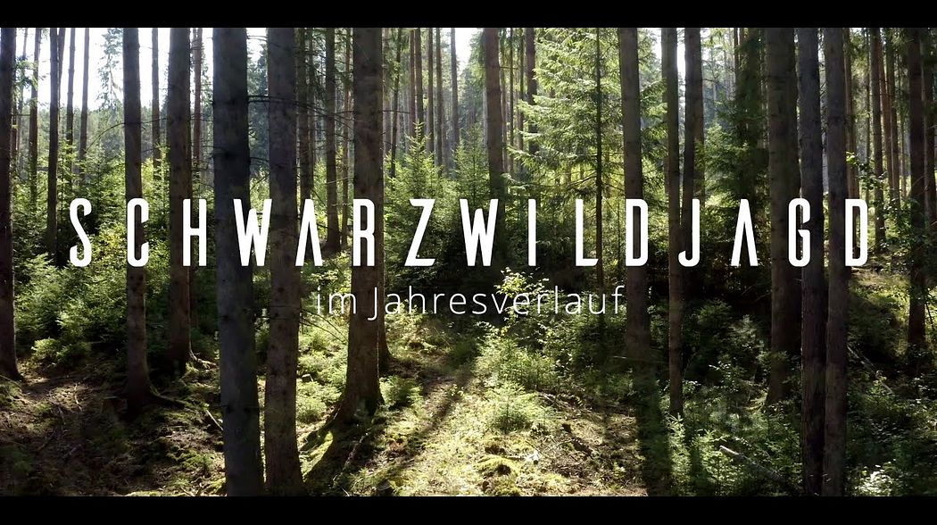 Neuzeitliche Betrachtungen zur Jagd - Schwarzwildjagd im Jahresverlauf