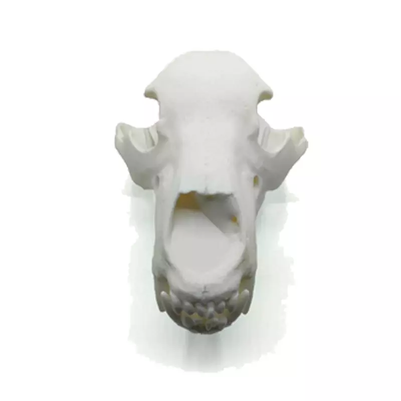 Réplique de crâne d'ours (à taille réelle), image 2 sur 4