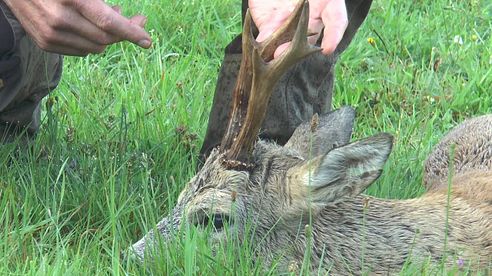 Beste Brunft/Blattzeit und 2 Rehböcke erlegt! Heat of the roe buck rutting season - 2 bucks shot!