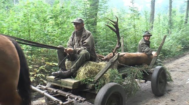 Masuren - kapitale Hirsche - ein jagdlicher Traum!