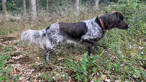 Du möchtest Dir einen Jagdhund anschaffen, aber weißt nicht welche Rasse? Hier meine Tipps!