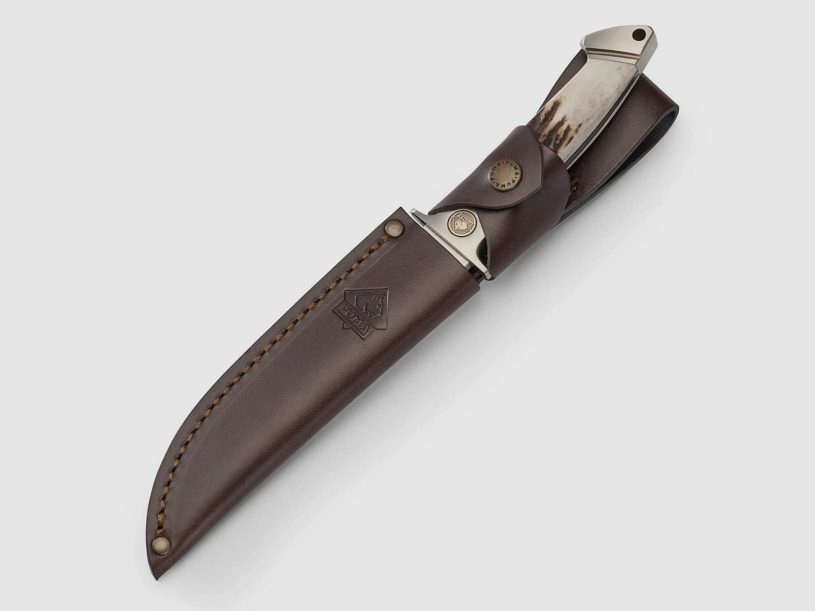 PUMA cougar, cuerno de ciervo