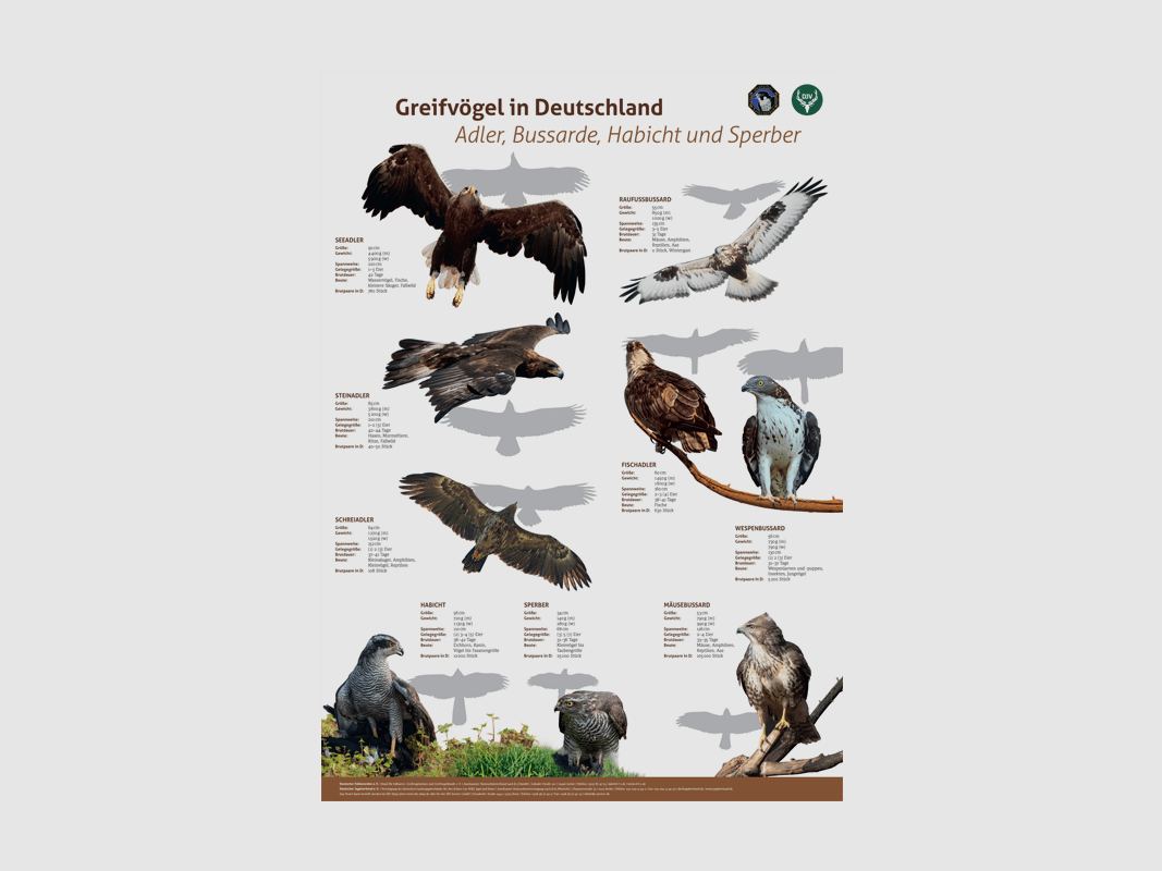Poster Birds of Prey 1: Eagle, Buzzards, Hawk, Sparrowhawk