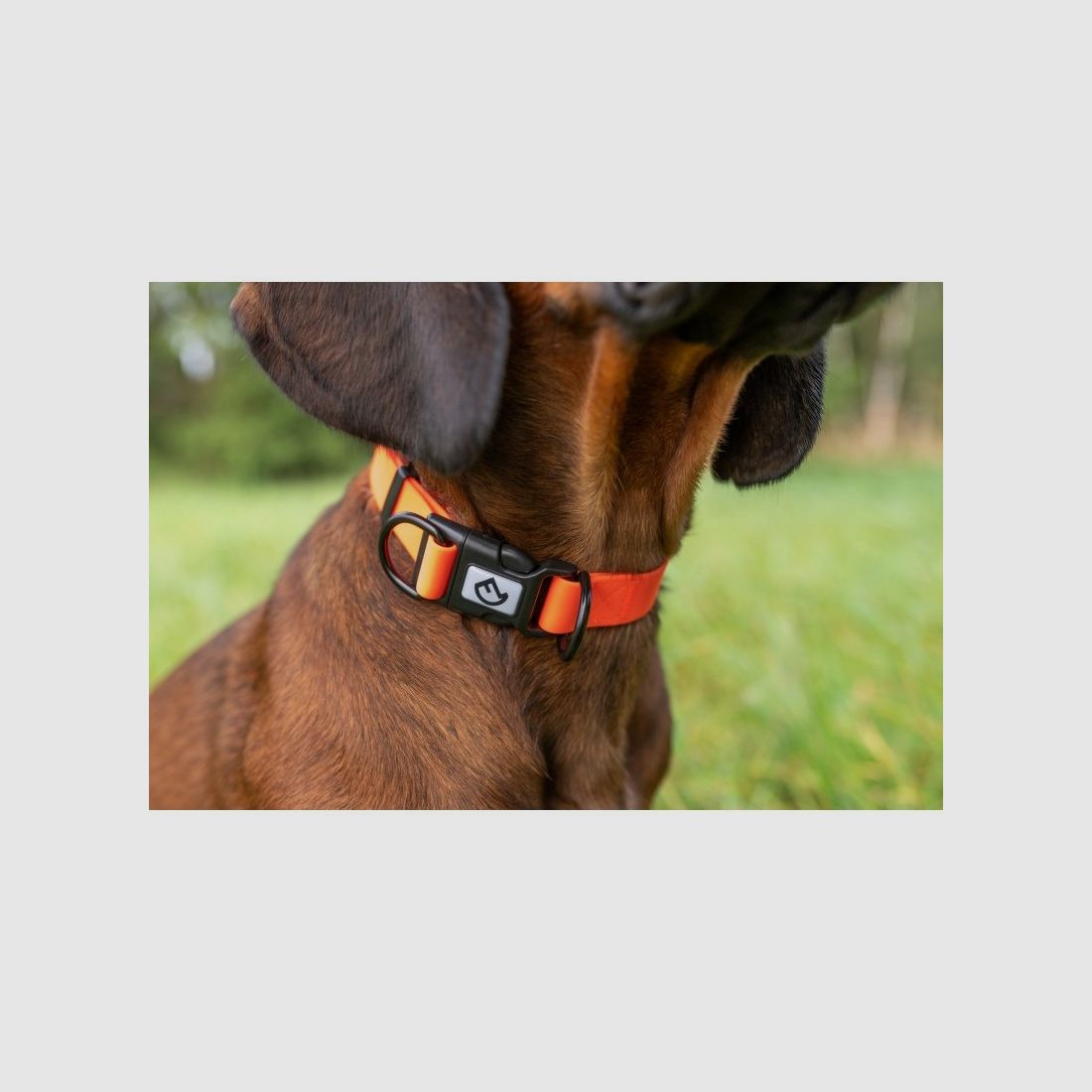Farm-Land Collar Ajustable Naranja Señal