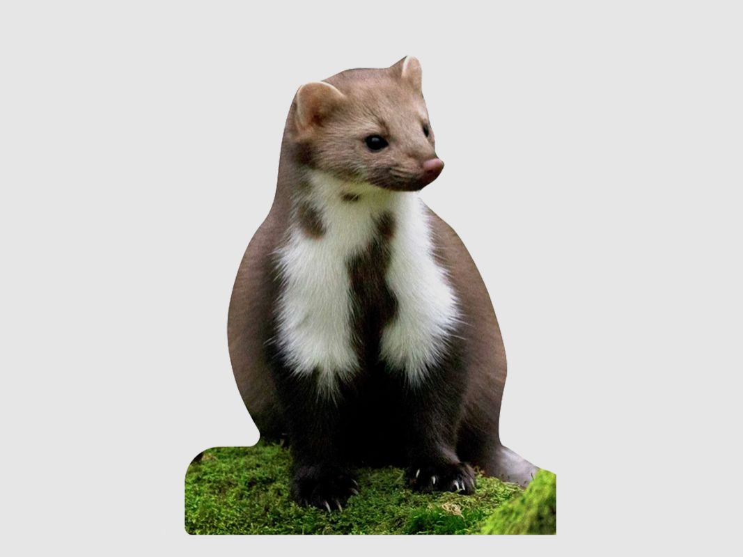 Support pour animaux Martre de pierre