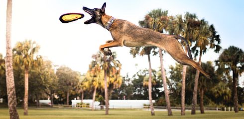 Breed Profile: Malinois