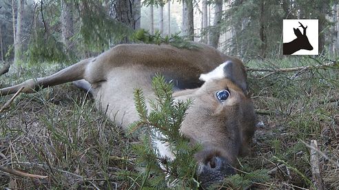 New Year's hind - Polowanie na jelenie z podchodu - First red deer stalking 2016