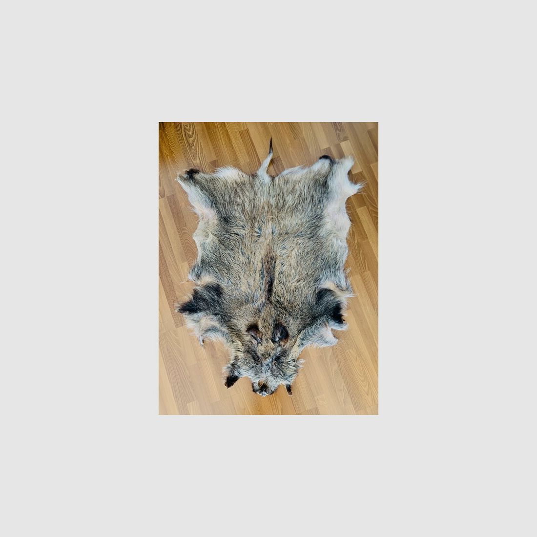 Wildschweinschwarte gegerbt