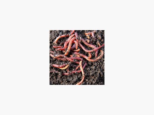 AARDEWORM (EISENIA FETIDA)