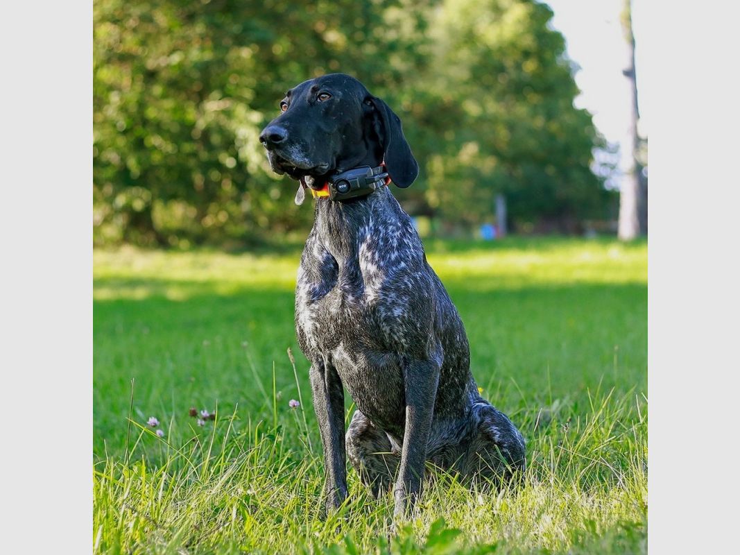 Dogtrace GPS X25-B, afbeelding 34 van 36
