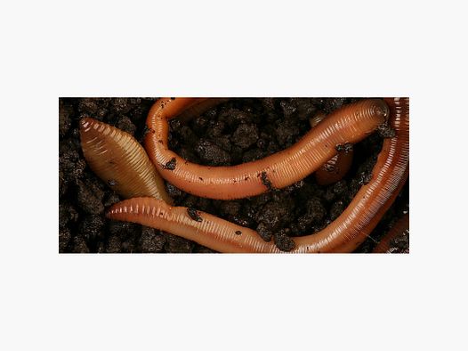 CANADIAN EARTHWORM LUMBRICUS TERRESTRIS