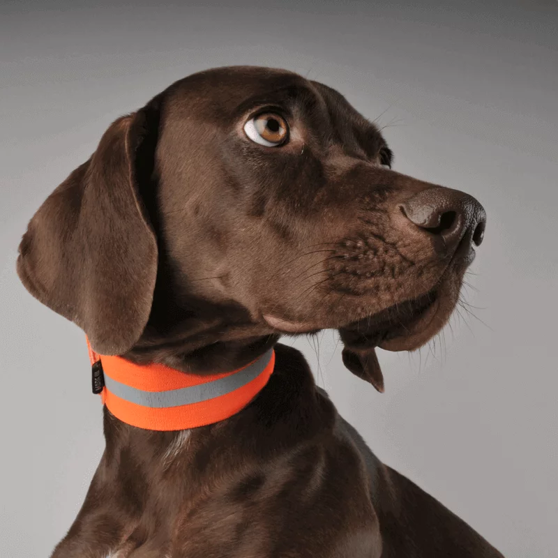 Signal-Stretchhundehalsband, Bild 4 von 5