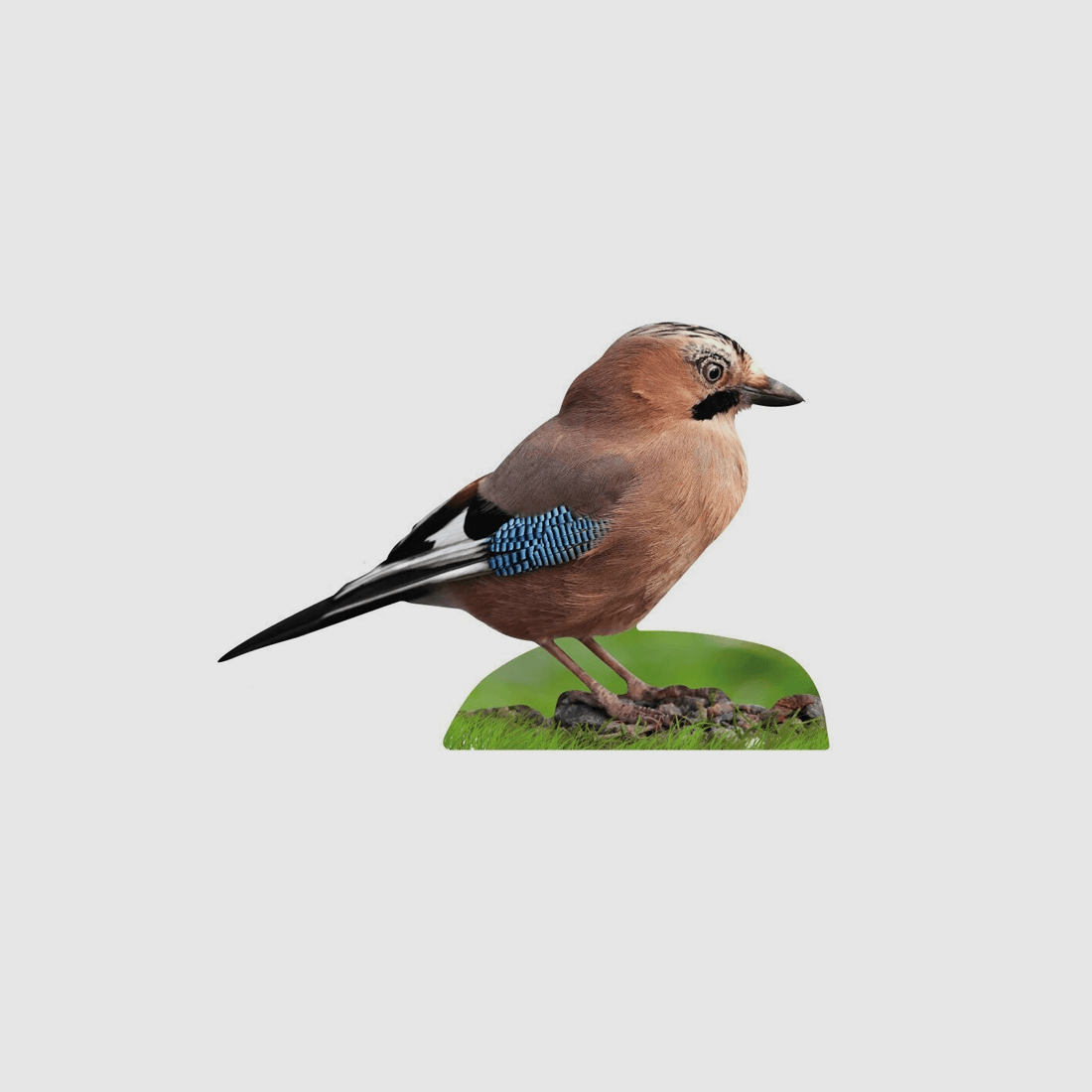 Tieraufsteller Eichelhäher