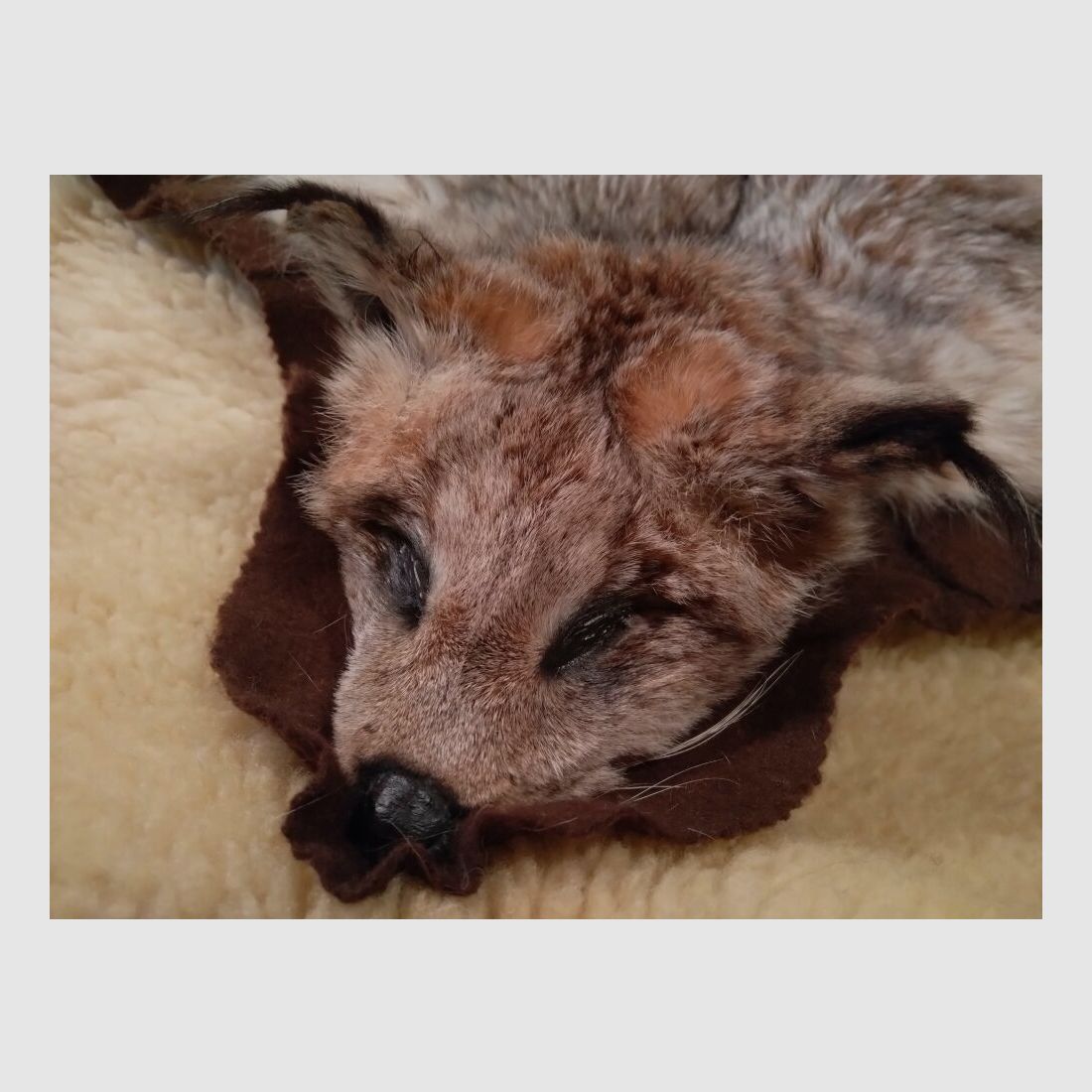 Nordamerikanischer Luchs / Kanada Luchs Balg mit Halbkopf auf Filz