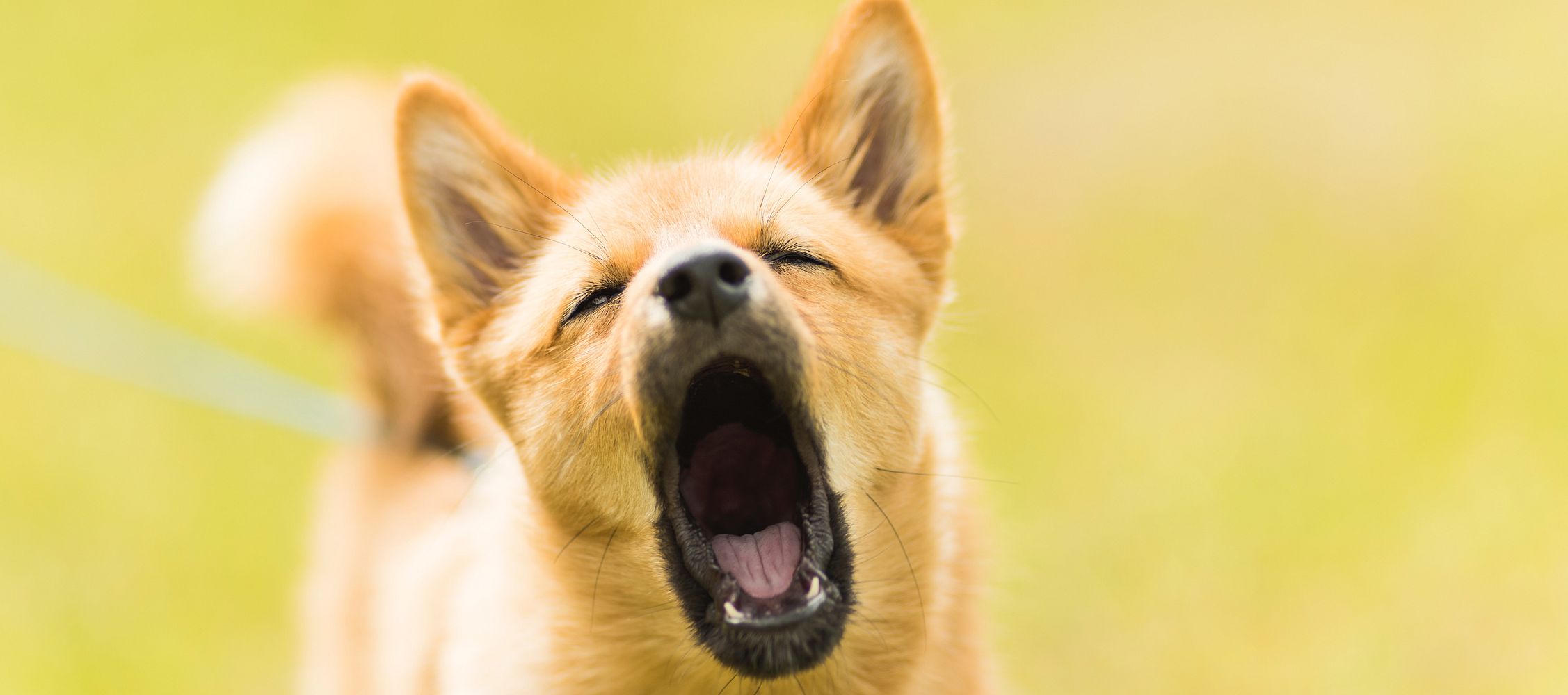 Calming Restless Dogs - Here's How!