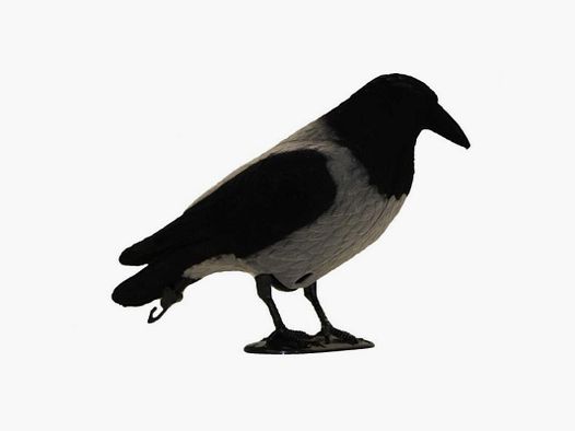 Gråkrage m/Flock hel