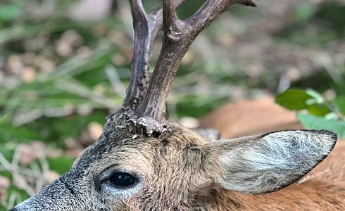 Unvergessliche Jagderlebnisse weltweit