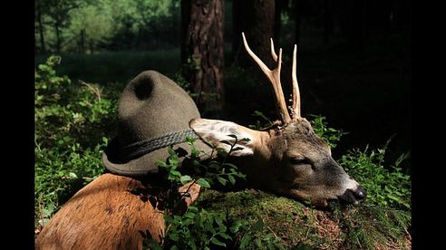 Roebuck Hunting in July - Bockjagd zur Brunftzeit